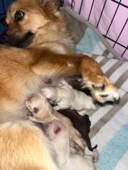 Pure bred miniature Pomeranian puppies