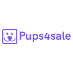 Purebred Shiba Inu Puppies Champion Bloodline - Melbourne