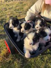 Purebred Long-Haired Border Collie Puppies 