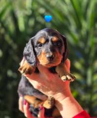 Longhaired Dachshunds
